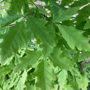 ACER triflorum