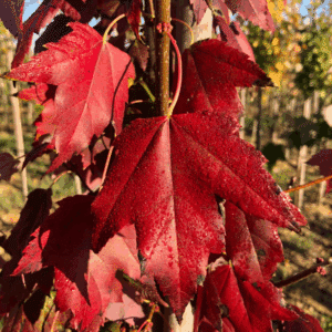 ACER rubrum