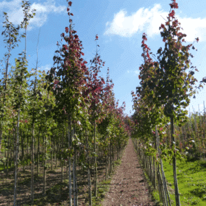 ACER rubrum FAIRVIEW FLAME® 'Austep'