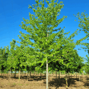 ACER saccharinum 'Laciniatum Wieri'