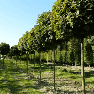 ACER platanoides 'Globosum'