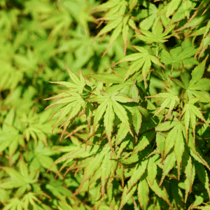 ACER palmatum