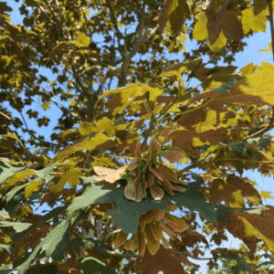 ACER pseudoplatanus