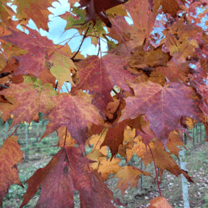 ACER saccharum