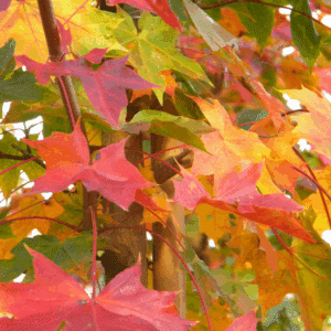 ACER PACIFIC SUNSET® Warrenred