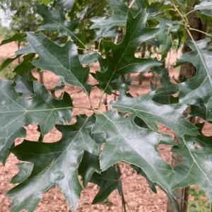 QUERCUS velutina