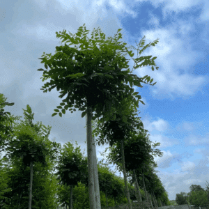 ROBINIA pseudoacacia 'Umbraculifera'