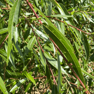 SALIX triandra