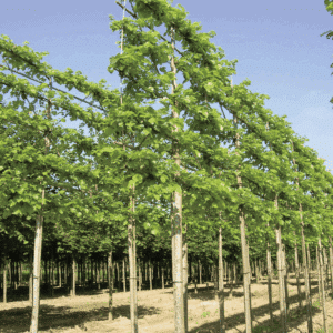 TILIA x europaea 'Pallida'
