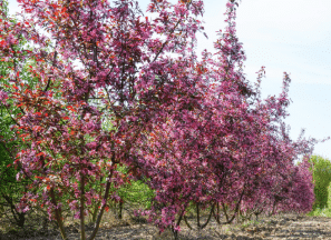 nos gammes-1-Nos gammes - Arbres et cépées- Pépinières Chauviré