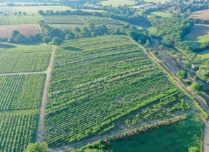 nos gammes-2-Nos gammes - Arbustes - Pépinières Chauviré
