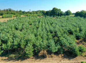 nos gammes-3-Nos gammes - Conifères - Pépinières Chauviré