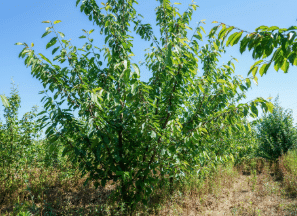 nos gammes-5-Nos gammes - Fruitiers - Pépinières Chauviré