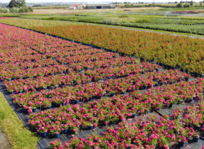 nos gammes-6-Nos gammes - Rosiers - Pépinières Chauviré