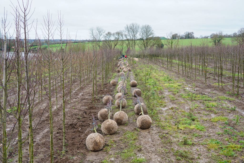Photo mottes grillagées - Pépinières Chauviré