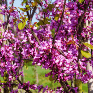 CERCIS siliquastrum