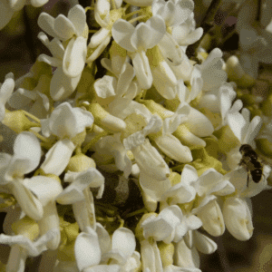 CERCIS siliquastrum 'Alba'