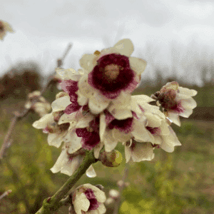 CHIMONANTHUS praecox
