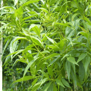 CHITALPA x tashkentensis 'Pink Dawn'