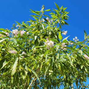 CHITALPA x tashkentensis SUMMER BELLS® 'Minsum'