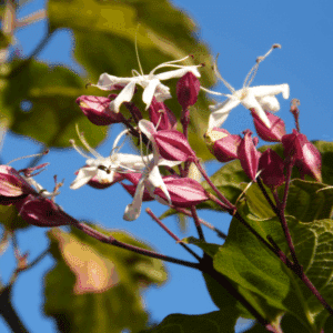 CLERODENDRUM trichotomum