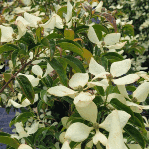 CORNUS hongkongensis