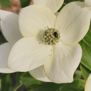 CORNUS kousa