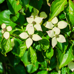 CORNUS kousa 'Chinensis'
