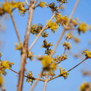 CORNUS officinalis