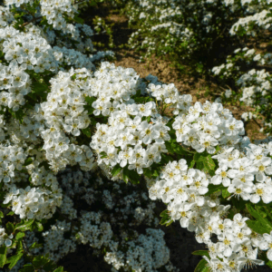CRATAEGUS monogyna