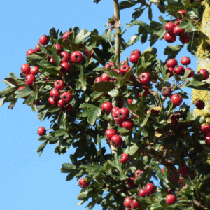 CRATAEGUS monogyna 'Stricta'
