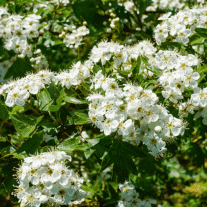 CRATAEGUS x persimilis 'Splendens'