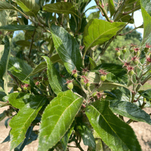 CRATAEGUS x lavalleei 'Carrierei'