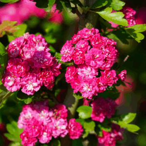 CRATAEGUS x media 'Paul's Scarlet'