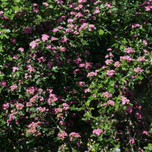 CRATAEGUS x media 'Rubra Plena'