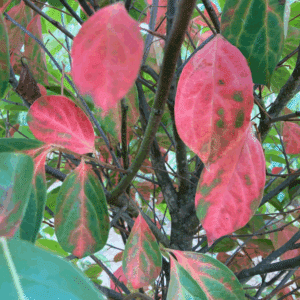 DIOSPYROS kaki
