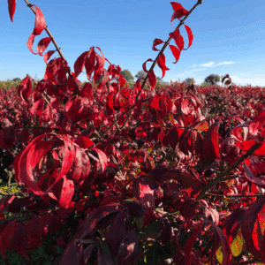 EUONYMUS alatus 'Compactus'