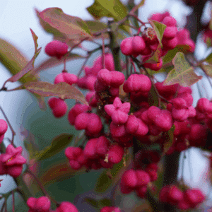 EUONYMUS europaeus