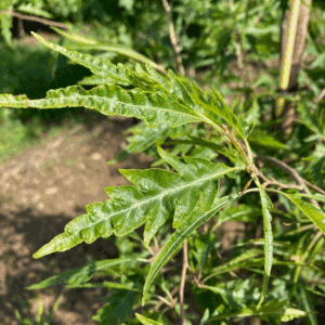 FAGUS sylvatica 'Asplenifolia'