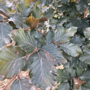 FAGUS sylvatica 'Atropunicea'