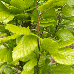 FAGUS sylvatica 'Dawyck Gold'