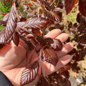FAGUS sylvatica 'Dawyck Purple'