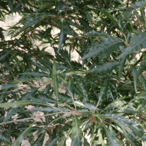 FAGUS sylvatica 'Laciniata'