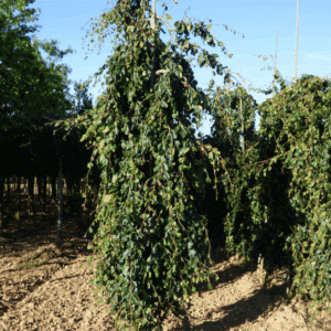 FAGUS sylvatica 'Pendula'