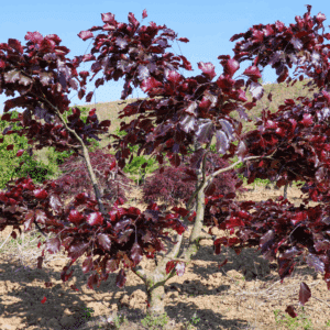 FAGUS sylvatica 'Purpurea'