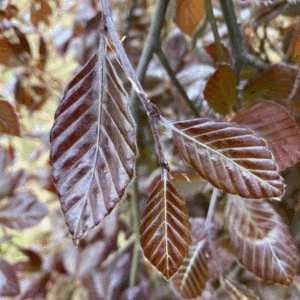 FAGUS sylvatica 'Purpurea Pendula'