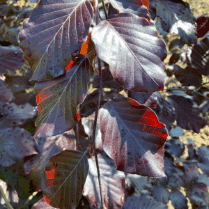 FAGUS sylvatica 'Swat margret'