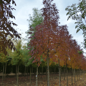 FRAXINUS americana 'Autumn Applause'