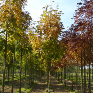 FRAXINUS americana 'Skyline'