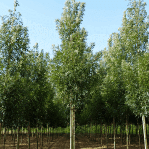 FRAXINUS angustifolia